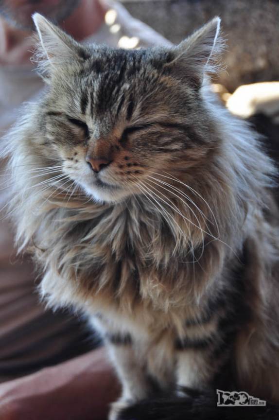 Gato aproveita o aconchego do interior do refúgio do Cerro Piltriquitrón, em El Bolsón, na Argentina